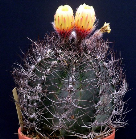 Astrophytum senile